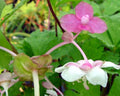 Pink and white flowers with green leaves in a natural setting