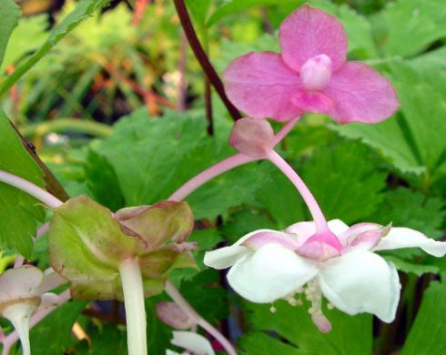 Pink and white flowers with green leaves in a natural setting
