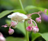 Deinanthe bifida BSWJ5655