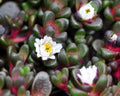 Glistening white flowers and reddish fleshy foliage.