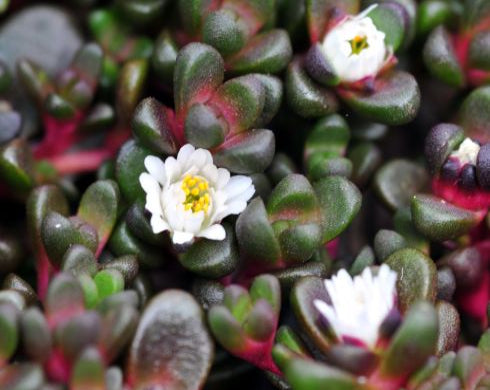 Glistening white flowers and reddish fleshy foliage.