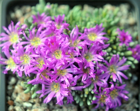 Delosperma sphalmanthoides