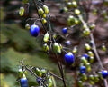 Close-up of blue and green berries on a branch with a blurred natural background