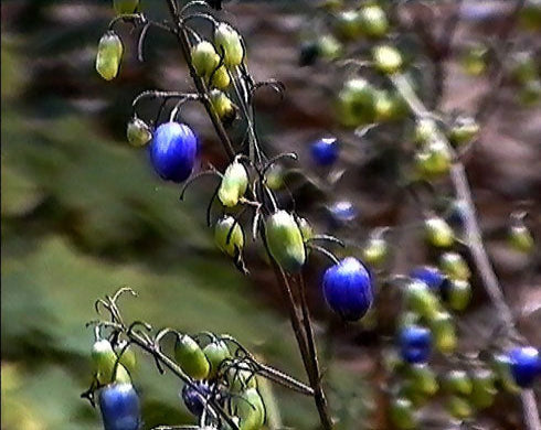 Close-up of blue and green berries on a branch with a blurred natural background