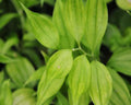 Lush green leaves make a good ground cover