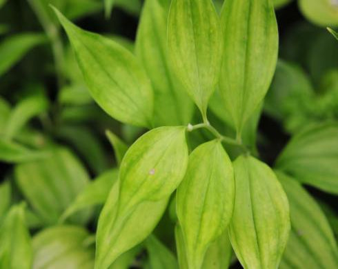 Lush green leaves make a good ground cover