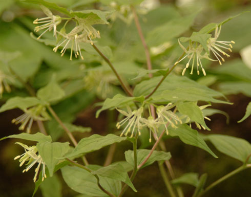 Disporum lanuginosum