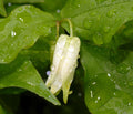 Pendant creamy tubular flowers