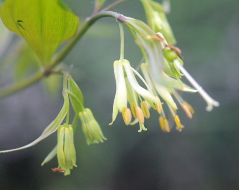 Disporum cantoniense Green Giant