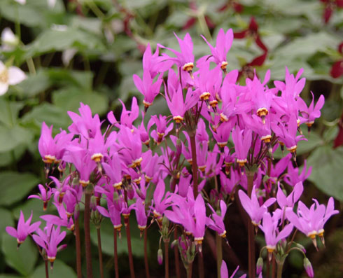 Dodecatheon pulchellum