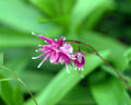 Small rich pink to red nodding flowers