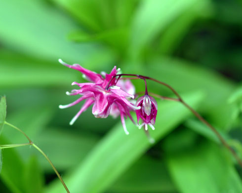 Small rich pink to red nodding flowers