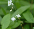 Clean white flowers and apple green foliage