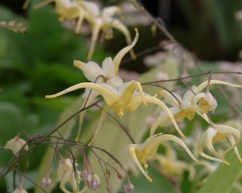 Epimedium wushanense