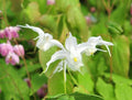Large white nodding flowers and white backed foliage