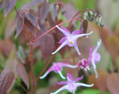 Pink and white flowers with red young foliage