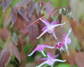 Pink and white flowers with red young foliage