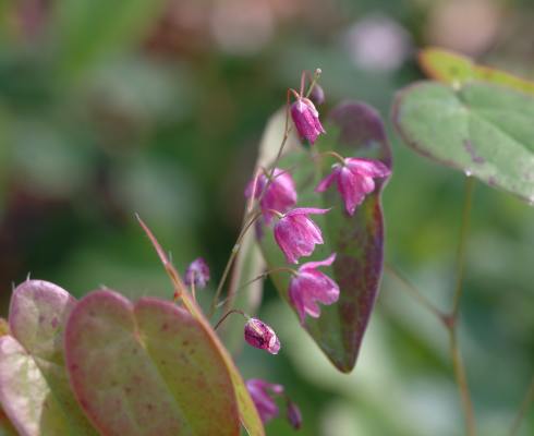 Nice red flowers and mottled foliage