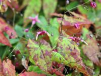 Epimedium William Stearn