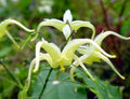 Epimedium franchetii Brimstone Butterfly