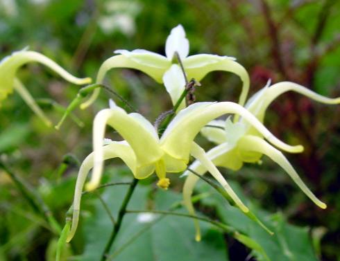Epimedium franchetii Brimstone Butterfly