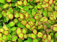 Epimedium grandiflorum higoense Bandit