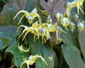 Big bright yellow flowers