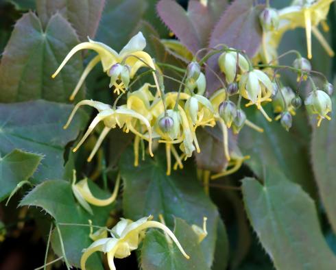 Big bright yellow flowers
