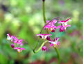 Nice strong pink to red flowers with white inners.