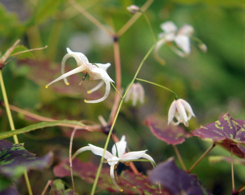 Epimedium acuminatum Cream Form