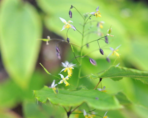 Epimedium myrianthum