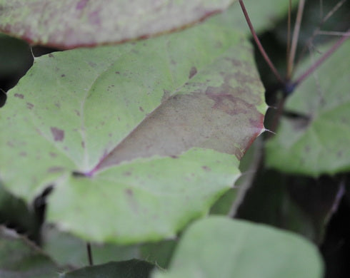 Epimedium myrianthum