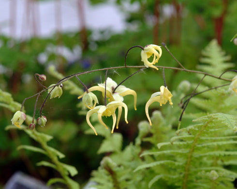 Epimedium wushanense