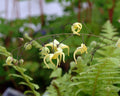 Epimedium wushanense