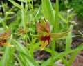 orangey red flowers with an orchid appearance
