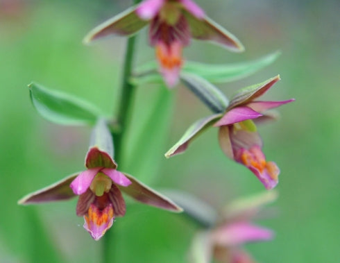 A nice reddish form of hardy orchid.
