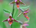 A nice reddish form of hardy orchid.