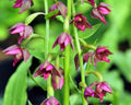 Good pinkish red flowers over green foliage.