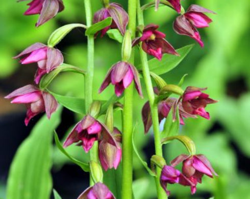 Good pinkish red flowers over green foliage.
