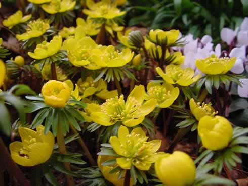 Golden yellow goblets just above the foliage