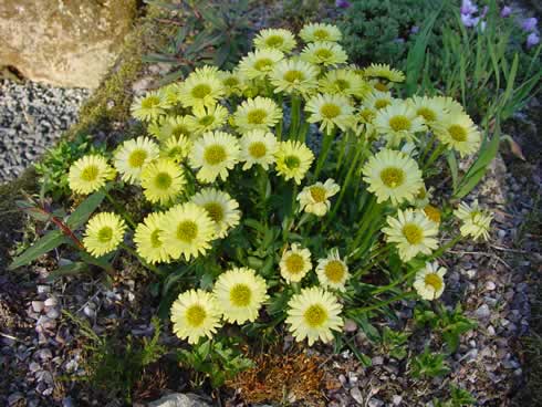 Good sized canary yellow daisy like flowers