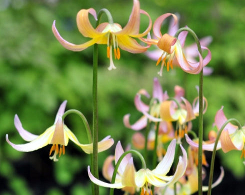 Bulbous Plants - Bulbous Plants for Shade - Erythronium Joanna – Edrom ...