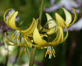 Big bright yellow flowers