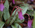 Good strong pink flowers with sharply reflexing petals.