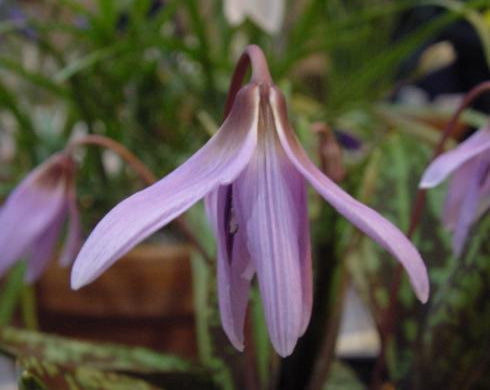 Bulbous Plants - Bulbous Plants for Shade - Erythronium dens-canis ...