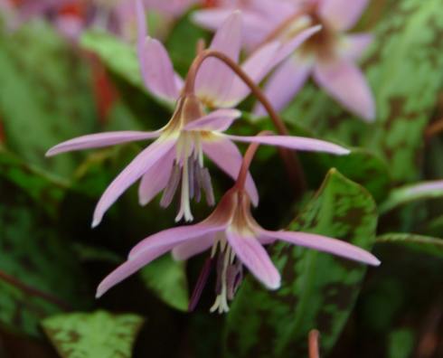 Good sized pink flowers in spring