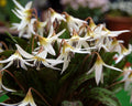 Erythronium dens-canis niveum