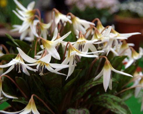 Erythronium dens-canis niveum