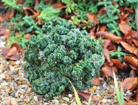 Euonymus japonicus Rokujo