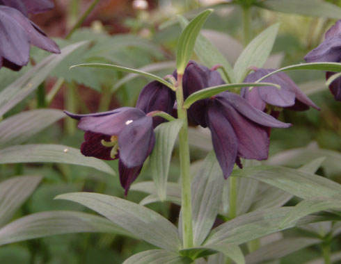 Near black flowers on stems holding soft green foliage.
